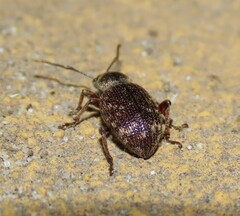 Otiorhynchus cribricollis