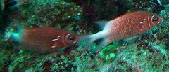 Sargocentron caudimaculatum