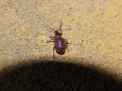 Otiorhynchus cribricollis