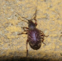 Otiorhynchus cribricollis