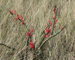 Cleistocactus baumannii