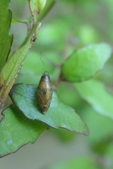 Meteorus pulchricornis