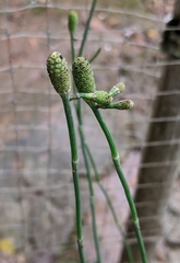 Equisetum ramosissimum