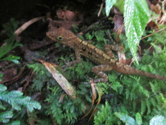 Anolis oculatus
