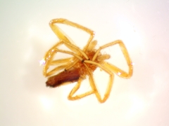 Philodromus rufus