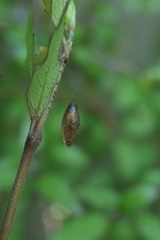 Meteorus pulchricornis
