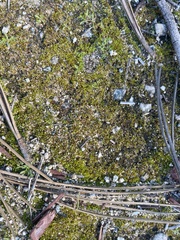 Bryum argenteum