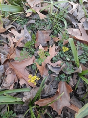 Tauschia texana