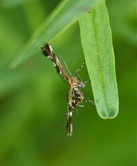 Dejongia lobidactylus