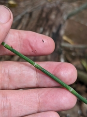 Equisetum ramosissimum
