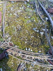 Bryum argenteum