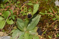 Ophrys