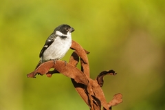 Sporophila americana