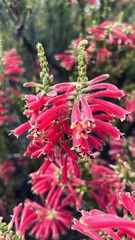 Erica densifolia