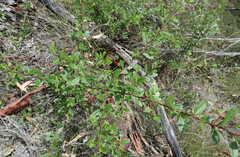 Dodonaea triangularis