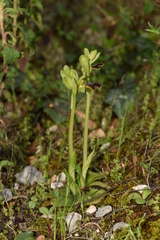 Ophrys