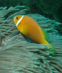 Amphiprion nigripes