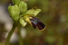 Ophrys