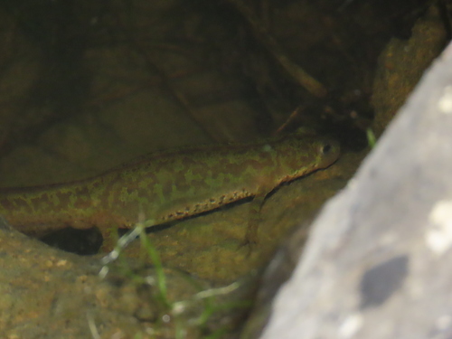 Lisbon pygmy newt, Portugal, photo 8 of 10