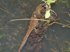 Triturus pygmaeus