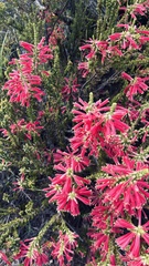 Erica densifolia