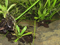 Triturus pygmaeus