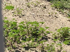 Malva nicaeensis