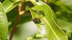 Pachodynerus nasidens