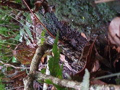 Cyclodomorphus gerrardii