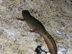 Triturus pygmaeus