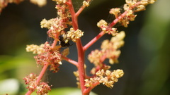 Pachodynerus nasidens