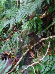 Cyclodomorphus gerrardii