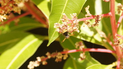 Pachodynerus nasidens