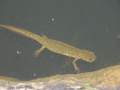 Triturus pygmaeus