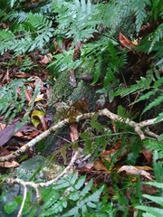 Cyclodomorphus gerrardii