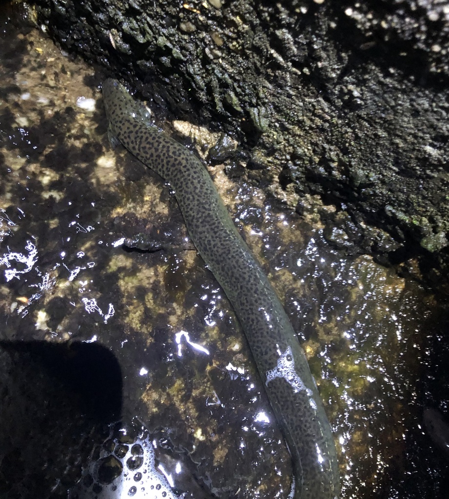 Reticulated Siren from Gap Lake Swamp, Chipley, FL, US on June 5, 2021