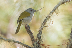 Microligea palustris