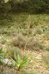 Drimia maritima