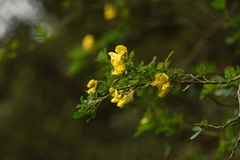 Hippocrepis emerus emeroides