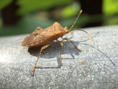 Anasa repetita