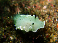 Glossodoris misakinosibogae