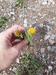 Grindelia nuda