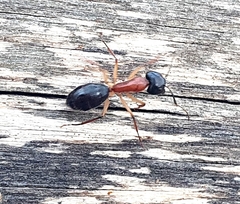 Camponotus nigriceps
