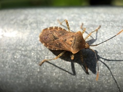Anasa repetita