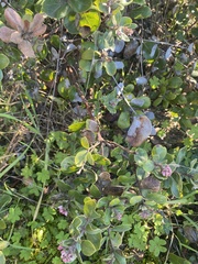 Arctostaphylos tomentosa