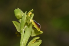 Pseudophrys