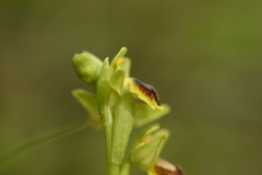 Pseudophrys