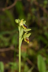 Ophrys lutea lutea