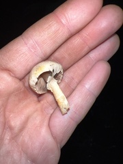 Agaricus diminutivus