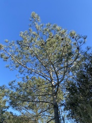 Pinus torreyana